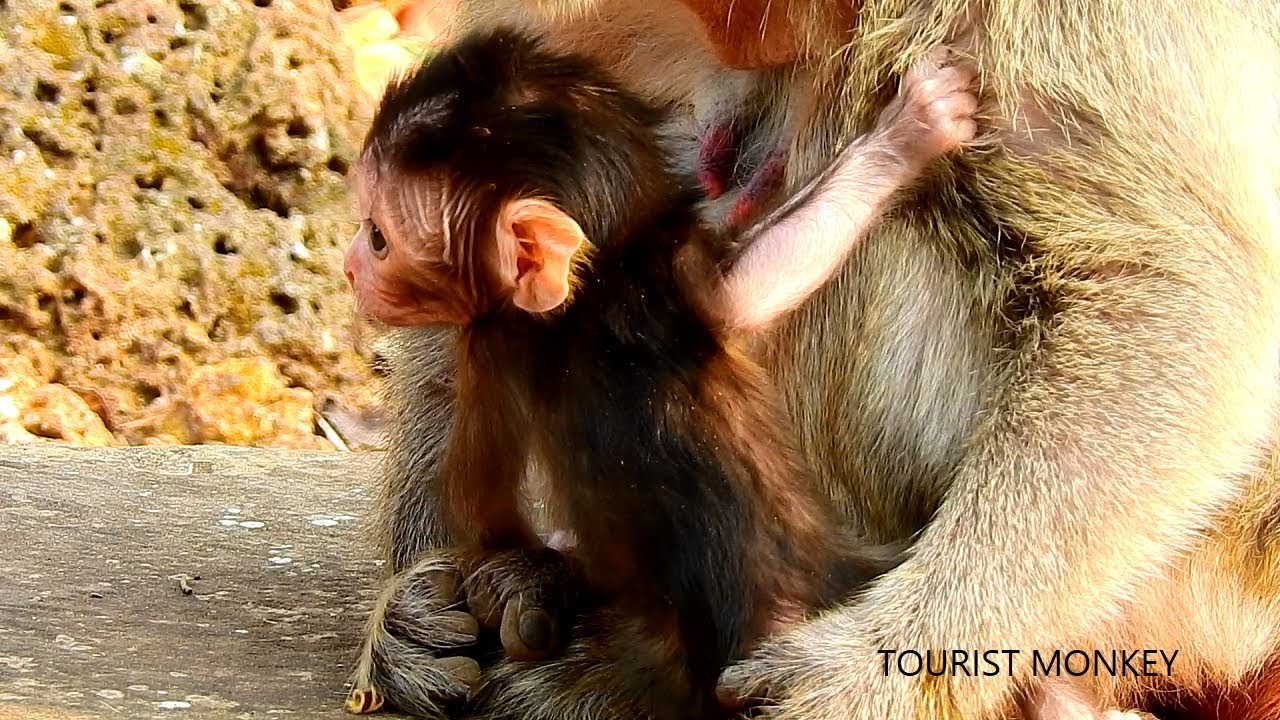 Newborn monkey Maci look very cute, Very adorable baby Maci, Mom Merry so tired cuz carry baby