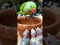 Parrot Cute baby 🦜🥰 #viral #trending #aishorts #maintota #mitthu #baby #viralshorts #ai #trend