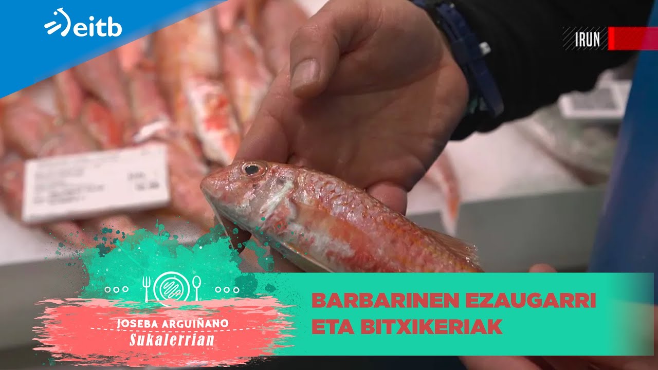 Barbarinen ezaugarri eta bitxikeriak ezagutu ditugu!