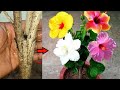 गुड़हल के एक पौधे में कई रंगों के फूल खिलाने का जादुई तरीका | Hibiscus Multiple Grafting Technique