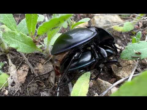 Blue-bordered Pedunculate Ground Beetles (Pasimachus elongatus) mating at Tandy Hills natural Area