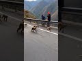 I ran into a whole bunch of monkeys.