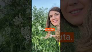 Cucuta (Conium maculatum) – Planta care l-a ucis pe Socrate