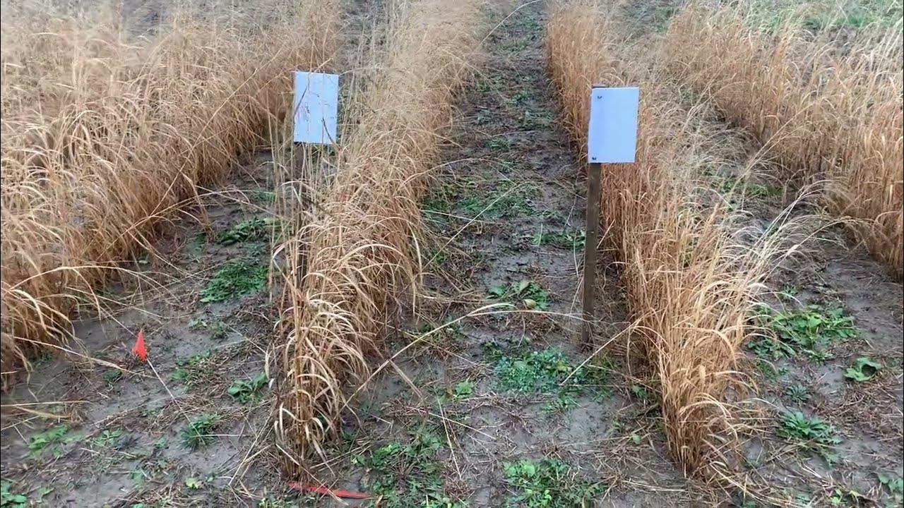 First Year Establishment of RC Tecumseh vs Summer Switchgrass YouTube