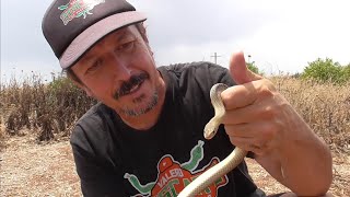 Another Montpellier snake that won't die in that death trap.