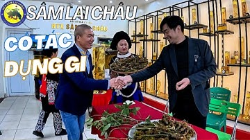 Sâm lai châu có tác dụng gì