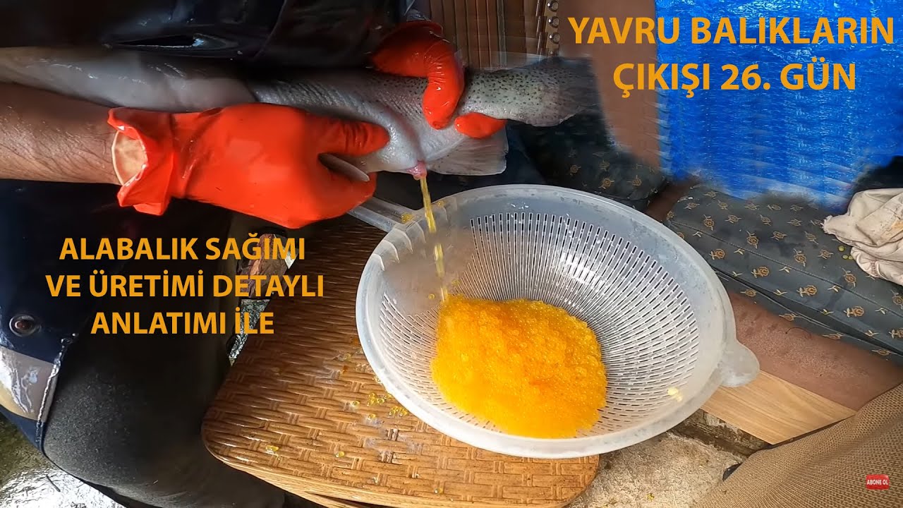 ALABALIK ÜRETİMİ NASIL YAPILIR? TÜM DETAYLARI TEK VİDEODA