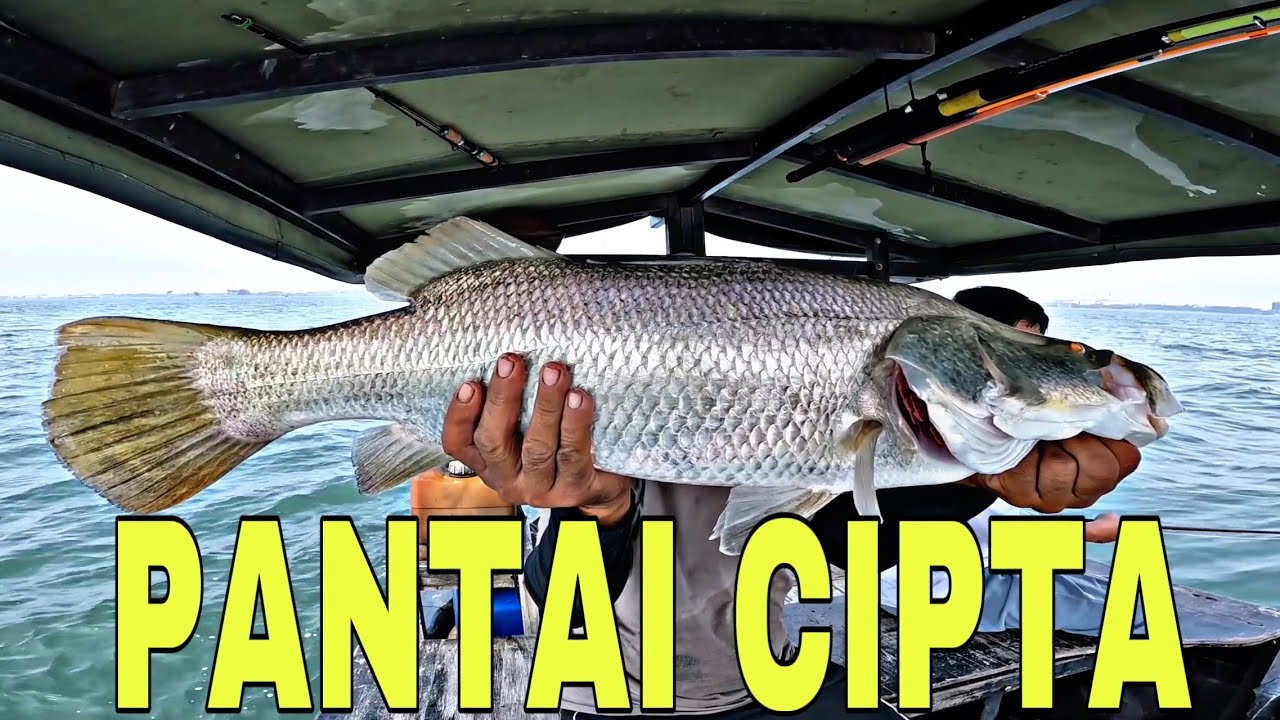 Menggunakan cara pemancing dam di semarang, untuk mancing kakap putih babon