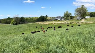 Grazing an old Hayfield that we turned into PASTURE