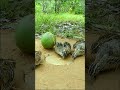 Best Bird Trap Technique - Easy Quail Trap #simple bird trap #shorts
