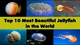 Top 10 Most Beautiful Jellyfish in the World