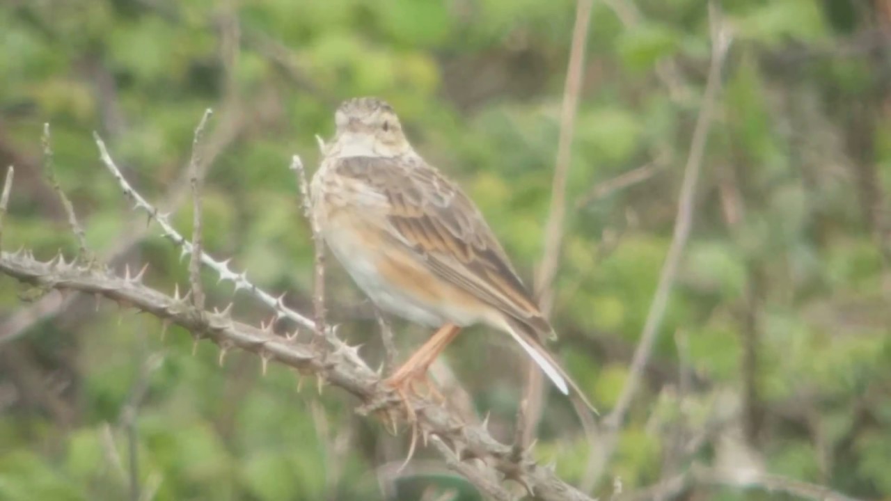 Pipit de Richard - Richard's Pipit (Anthus richardi) 