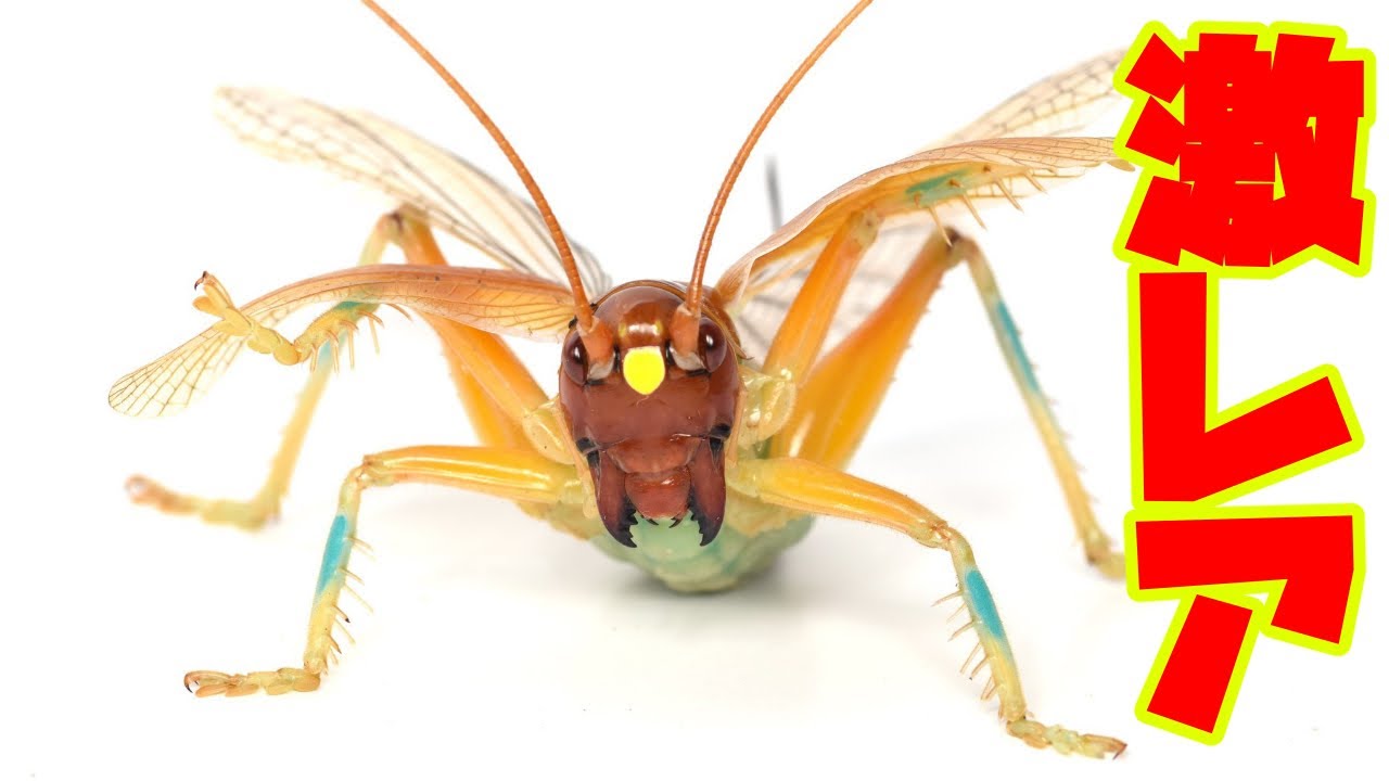 I received an incredibly rare insect from a man working at an
