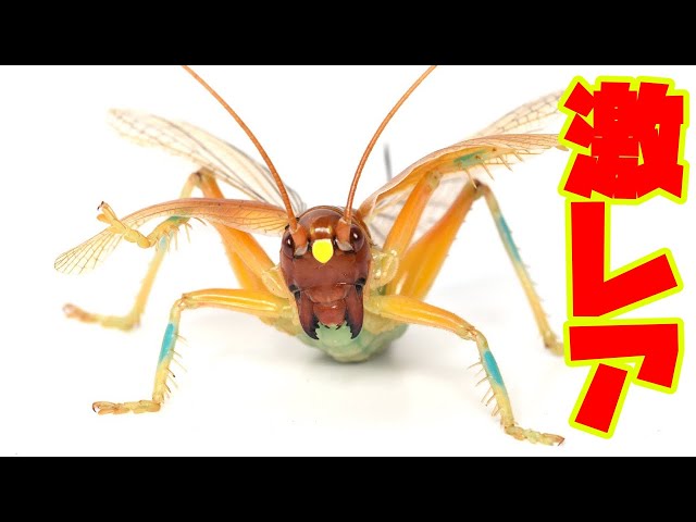 I received an incredibly rare insect from a man working at an