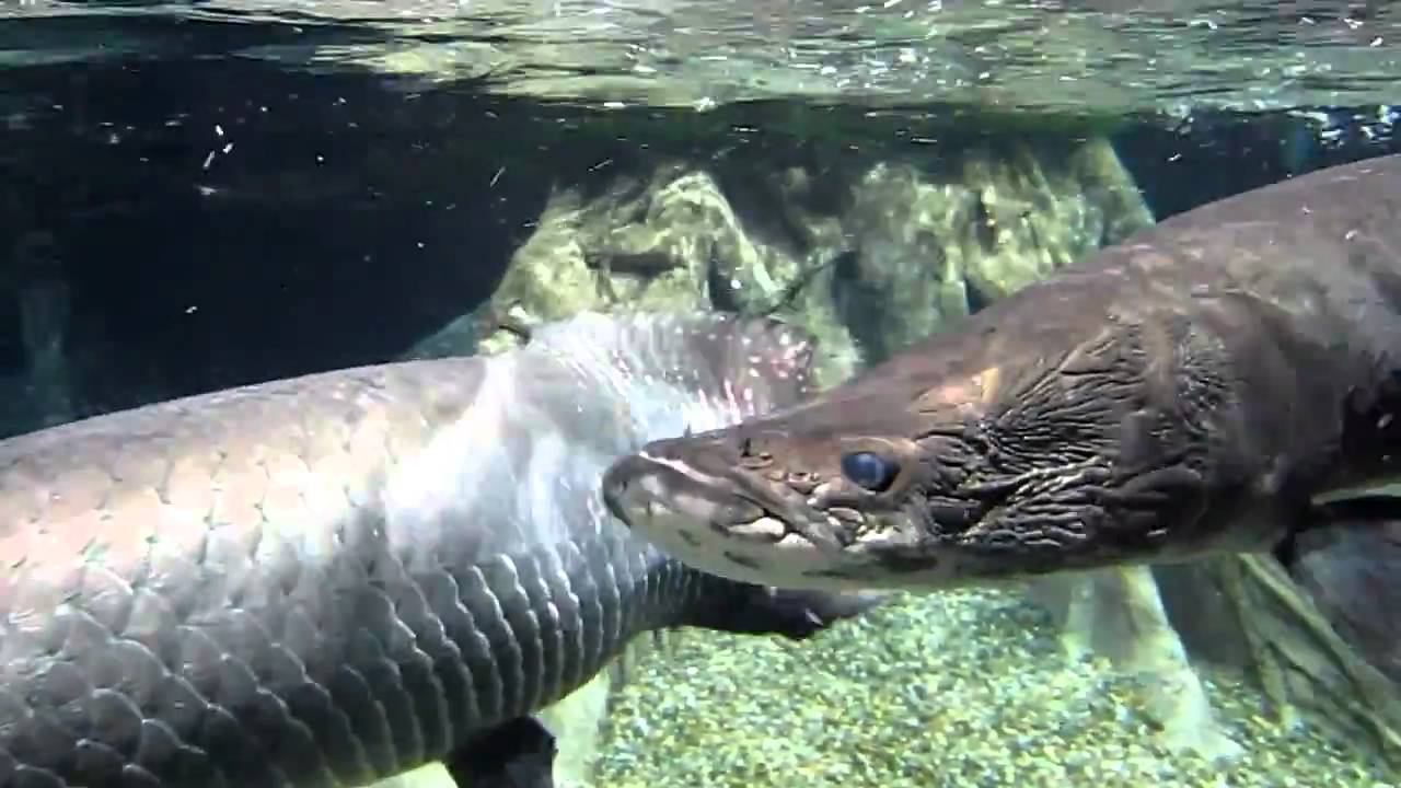 岐阜 アクアトト アクアトト（岐阜県・世界淡水魚園水族館）完全ガイド｜見どころ・所要時間・お土産・レストラン