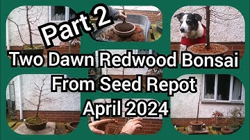 Part 2. Two Dawn Redwood Bonsai From Seed Repotted April 2024