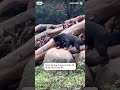 QUẢNG CHÂU SAFARI | TOUR MÙA HÈ CHO CÁC BÉ | SAIGON INTOURCO