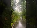 Tamhini Ghat #shorts #tamhinighat #lonavala #maharashtra #nature #travel #viralshort #shortsfeed