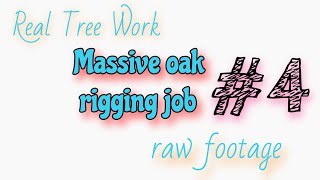 (raw) #4 That one massive live oak rigging job . HUGE TREE. end day 1