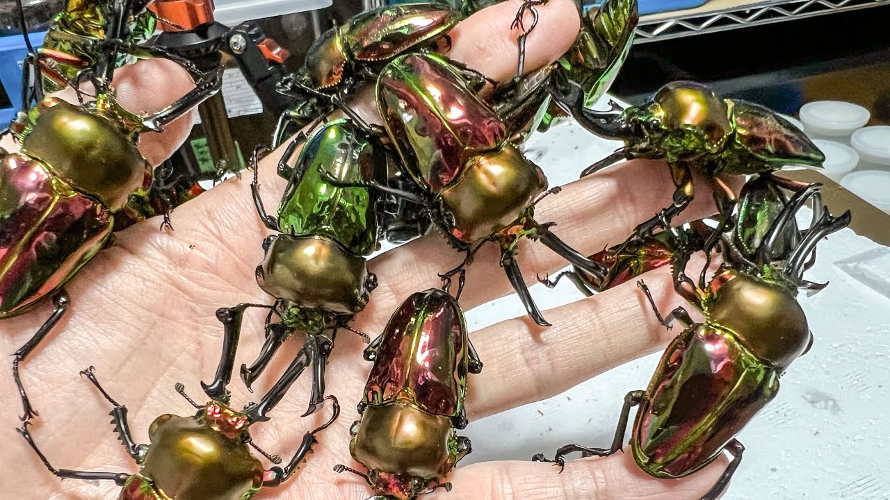 合計39匹！大量のニジイロクワガタを掘り出しました！