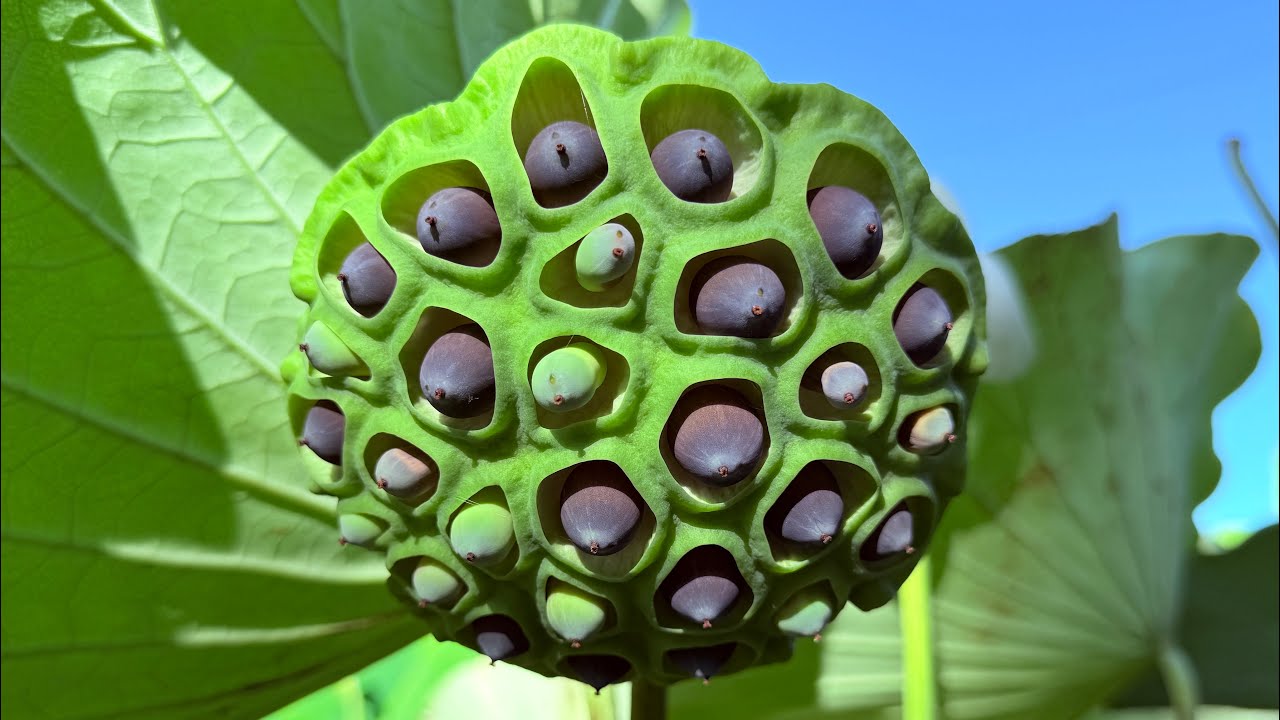 "Viewer discretion advised""The beauty of strangely shaped plants "