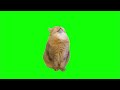 【猫ミーム】 寝る猫 【グリーンバック素材】