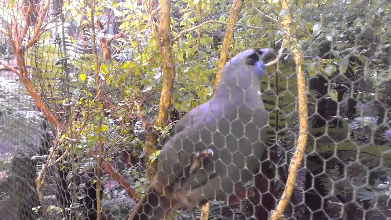 camera iphone 8 plus apk Kokako at Pukaha Mt Bruce