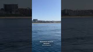 Sea Lions! Redondo Beach Whale Watching! January 31 2026