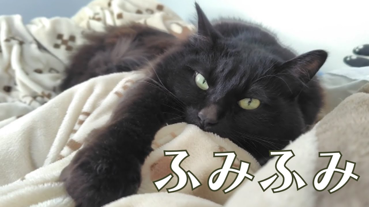 まるで赤ちゃん！？ふみふみしてたらお目目が閉じてく…。虚空をふみふみしながら眠っちゃう4歳児黒猫がこちらｗｗｗ【日常Vlog with BlackCat】