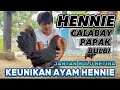 Review ayam phlllpln jenis black hennie  ternak ayam hennie calabay import