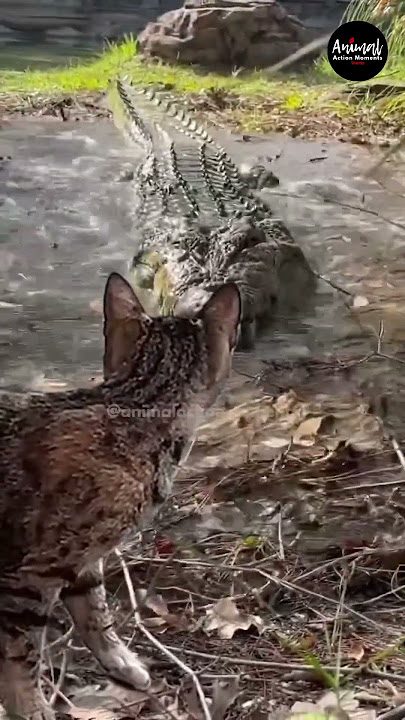 The cat is startled by the crocodile #amazing #animals #movie
