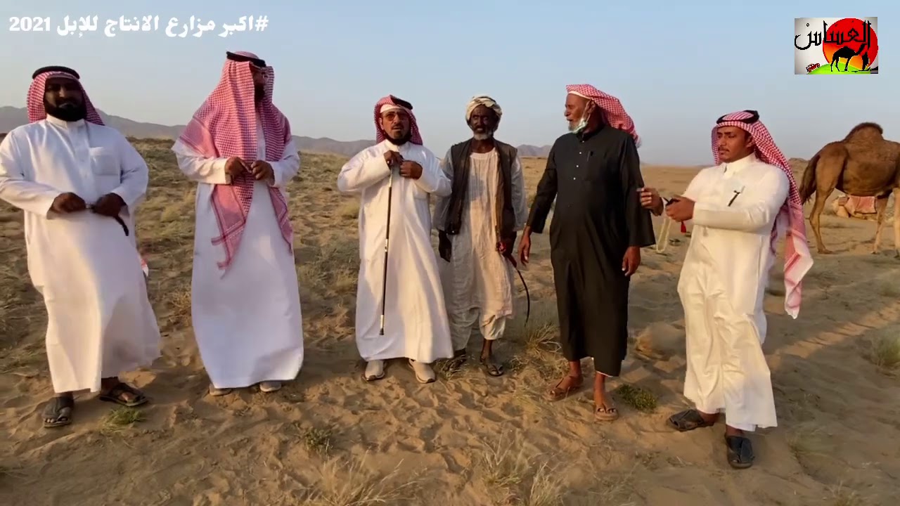 الحلقة الثالثة اكبر مزارع الانتاج للإبل مع / مهدلي الربعي الناشري ورجل الاعمال/ محمد بن سحاق اليامي