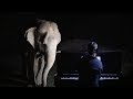 “Silent Night” on Piano for Blind Elephant