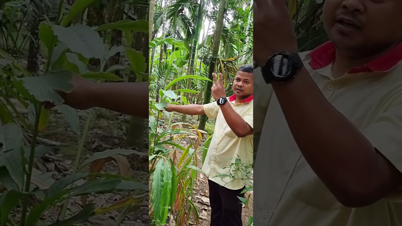 GOA Spice Garden Part 5 - Benefits of authentic Green Cardamom \ Elaichi