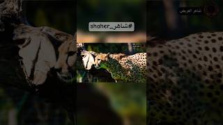 أخطر 10 حيوانات في العالم.القطط الكبيرة. #shaher #شاهر #حيوانات #shaher_alareed