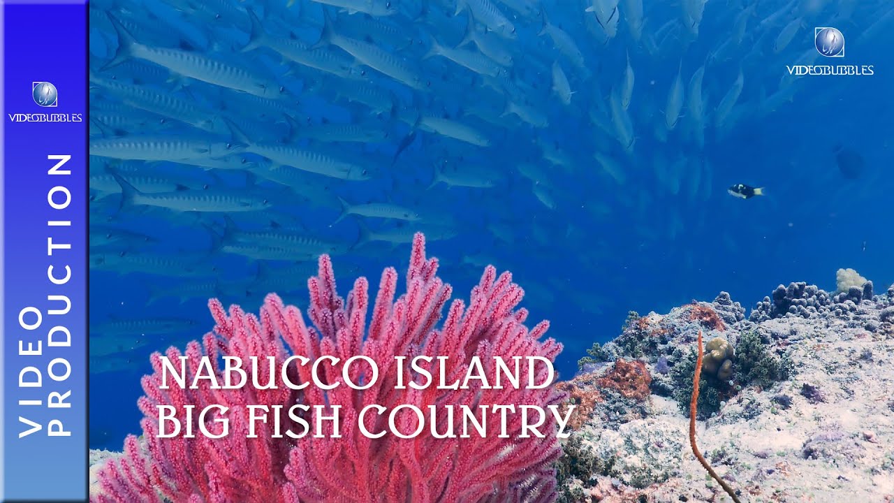 The world class diving spot “Big Fish Country” Huge School of Barracuda