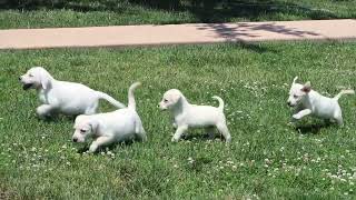 Yellow Lab Puppies For Sale