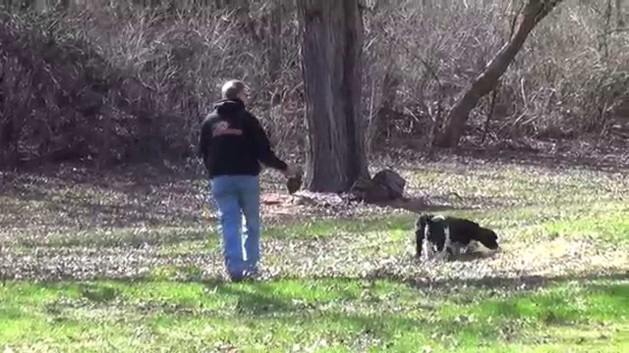 World Class Dog Kennels, Pet Resort,Wood Dale IL YouTube