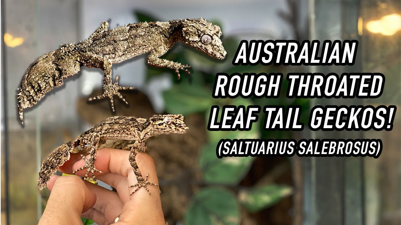 Australian Leaf Tailed Gecko! *RARE GECKO SPECIES