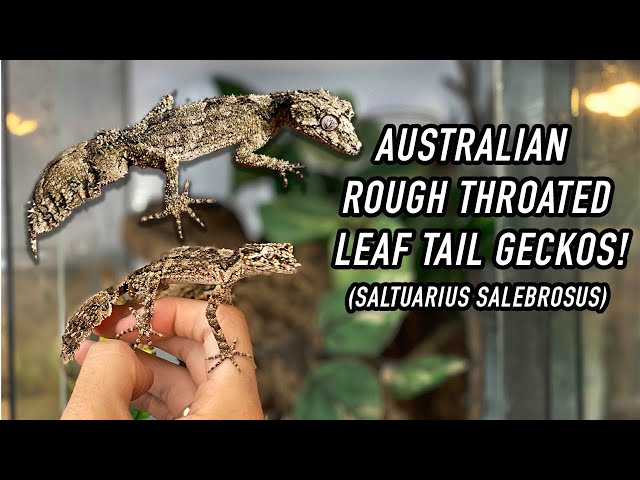 Australian Leaf Tailed Gecko! *RARE GECKO SPECIES class=