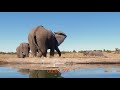 7 second Elephant Fart