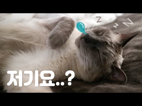 밤마다 우는 고양이 재우는 에픽하이 고양이 자장가 | Lullaby For A Cat (EPIK HIGH)