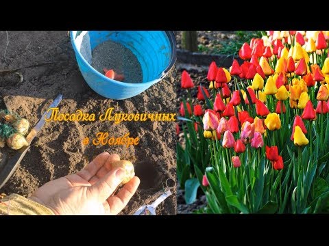 ПОСАДКА ТЮЛЬПАНОВ В НОЯБРЕ,мой метод подготовки и высадки в грунт. Запоздалая посылка