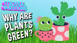 Why Are Plants Green? | COLOSSAL QUESTIONS