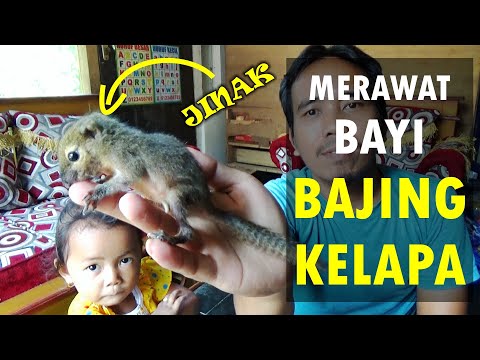 Makanan tupai yang masih kecil