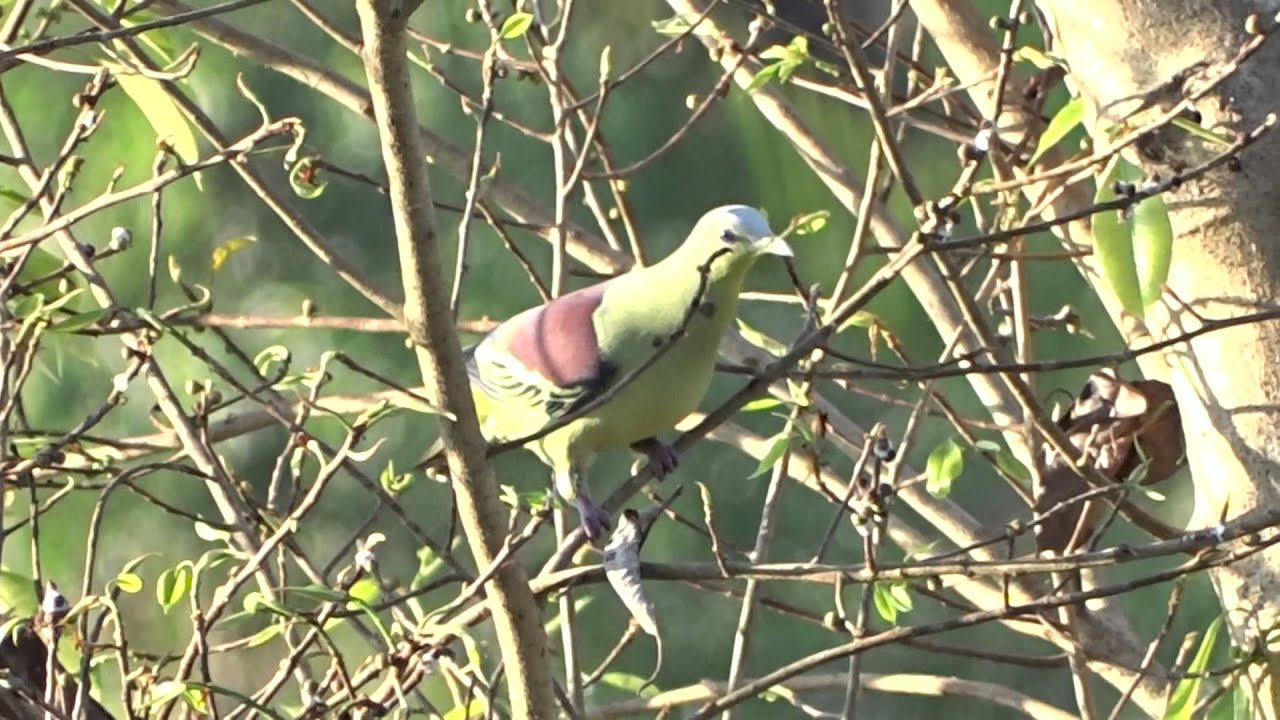 Grey Fronted Green Pigeon 