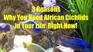 3 Reasons Why You Must Have African Cichlids in Your Life!
