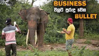 බිස්නස් වැඩි කරන උඩවලව බුලට් | Elephant Video Udawalawa National Park