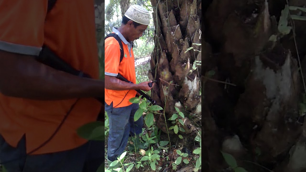 9800 Koleksi Penggunaan Pupuk Hantu Untuk Durian HD Terbaru