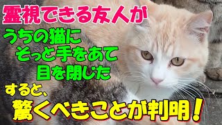 #156【猫の不思議な話】霊視できる友人がうちの猫にそっと手をあて目を閉じた、すると、驚くべきことが判明して・・【朗読】